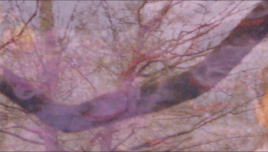 Das Bild zeigt eine übernanderblendung von zwei Bildern. Zum einen die Seerosen von einem Gemälde in den Farben Lila und Pink und zum zweiten ein Geäst von einem Baum.